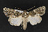  ( - CNCLEP 70047)  @14 [ ] CreativeCommons - Attribution Non-Commercial Share-Alike (2010) Canadian National Collection of Insects, Arachnids and Nematodes Canadian National Collection of Insects, Arachnids and Nematodes