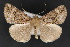  ( - CNC LEP 70109)  @13 [ ] Copyright (2010) Canadian National Collection of Insects, Arachnids and Nematodes Canadian National Collection of Insects, Arachnids and Nematodes
