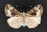  ( - CNC LEP 70111)  @13 [ ] Copyright (2010) Canadian National Collection of Insects, Arachnids and Nematodes Canadian National Collection of Insects, Arachnids and Nematodes