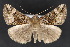  ( - CNC LEP 70112)  @13 [ ] Copyright (2010) Canadian National Collection of Insects, Arachnids and Nematodes Canadian National Collection of Insects, Arachnids and Nematodes