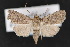 (Homorthodes flosca - CNC LEP 70114)  @13 [ ] Copyright (2010) Canadian National Collection of Insects, Arachnids and Nematodes Canadian National Collection of Insects, Arachnids and Nematodes