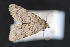  ( - CNC LEP 70115)  @12 [ ] Copyright (2010) Canadian National Collection of Insects, Arachnids and Nematodes Canadian National Collection of Insects, Arachnids and Nematodes