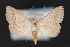  ( - CNCLEP 70125)  @13 [ ] CreativeCommons - Attribution Non-Commercial Share-Alike (2010) Canadian National Collection of Insects, Arachnids and Nematodes Canadian National Collection of Insects, Arachnids and Nematodes