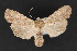  ( - CNCLEP 70128)  @14 [ ] CreativeCommons - Attribution Non-Commercial Share-Alike (2010) Canadian National Collection of Insects, Arachnids and Nematodes Canadian National Collection of Insects, Arachnids and Nematodes