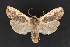  ( - CNCLEP 70129)  @13 [ ] CreativeCommons - Attribution Non-Commercial Share-Alike (2010) Canadian National Collection of Insects, Arachnids and Nematodes Canadian National Collection of Insects, Arachnids and Nematodes