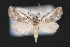  (Oxycnemis advena - CNCLEP 70135)  @15 [ ] CreativeCommons - Attribution Non-Commercial Share-Alike (2010) Canadian National Collection of Insects, Arachnids and Nematodes Canadian National Collection of Insects, Arachnids and Nematodes