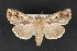  ( - CNCLEP 70142)  @14 [ ] CreativeCommons - Attribution Non-Commercial Share-Alike (2010) Canadian National Collection of Insects, Arachnids and Nematodes Canadian National Collection of Insects, Arachnids and Nematodes