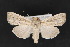  (Leucania oaxacana - CNCLEP 70155)  @15 [ ] CreativeCommons - Attribution Non-Commercial Share-Alike (2010) Canadian National Collection of Insects, Arachnids and Nematodes Canadian National Collection of Insects, Arachnids and Nematodes