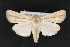  (Leucania stolata - CNCLEP 70156)  @15 [ ] CreativeCommons - Attribution Non-Commercial Share-Alike (2010) Canadian National Collection of Insects, Arachnids and Nematodes Canadian National Collection of Insects, Arachnids and Nematodes