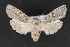  ( - CNCLEP 70164)  @13 [ ] CreativeCommons - Attribution Non-Commercial Share-Alike (2010) Canadian National Collection of Insects, Arachnids and Nematodes Canadian National Collection of Insects, Arachnids and Nematodes