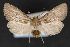  ( - CNCLEP 70168)  @14 [ ] CreativeCommons - Attribution Non-Commercial Share-Alike (2010) Canadian National Collection of Insects, Arachnids and Nematodes Canadian National Collection of Insects, Arachnids and Nematodes