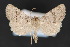  ( - CNCLEP 70169)  @14 [ ] CreativeCommons - Attribution Non-Commercial Share-Alike (2010) Canadian National Collection of Insects, Arachnids and Nematodes Canadian National Collection of Insects, Arachnids and Nematodes
