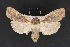  ( - CNCLEP 70182)  @13 [ ] CreativeCommons - Attribution Non-Commercial Share-Alike (2010) Canadian National Collection of Insects, Arachnids and Nematodes Canadian National Collection of Insects, Arachnids and Nematodes