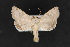  ( - CNCLEP 70188)  @15 [ ] CreativeCommons - Attribution Non-Commercial Share-Alike (2010) Canadian National Collection of Insects, Arachnids and Nematodes Canadian National Collection of Insects, Arachnids and Nematodes