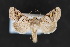  (Ulolonche - CNCLEP 70193)  @15 [ ] CreativeCommons - Attribution Non-Commercial Share-Alike (2010) Canadian National Collection of Insects, Arachnids and Nematodes Canadian National Collection of Insects, Arachnids and Nematodes