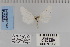  ( - CNCLEP 70208)  @13 [ ] CreativeCommons - Attribution Non-Commercial Share-Alike (2010) Canadian National Collection of Insects, Arachnids and Nematodes Canadian National Collection of Insects, Arachnids and Nematodes