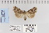  ( - CNCLEP 70210)  @13 [ ] CreativeCommons - Attribution Non-Commercial Share-Alike (2010) Canadian National Collection of Insects, Arachnids and Nematodes Canadian National Collection of Insects, Arachnids and Nematodes