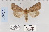  ( - CNCLEP 70212)  @13 [ ] CreativeCommons - Attribution Non-Commercial Share-Alike (2010) Canadian National Collection of Insects, Arachnids and Nematodes Canadian National Collection of Insects, Arachnids and Nematodes