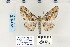  ( - CNCLEP 70217)  @14 [ ] CreativeCommons - Attribution Non-Commercial Share-Alike (2010) Canadian National Collection of Insects, Arachnids and Nematodes Canadian National Collection of Insects, Arachnids and Nematodes