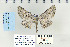  ( - CNCLEP 70230)  @13 [ ] CreativeCommons - Attribution Non-Commercial Share-Alike (2010) Canadian National Collection of Insects, Arachnids and Nematodes Canadian National Collection of Insects, Arachnids and Nematodes