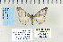  ( - CNCLEP 70231)  @13 [ ] CreativeCommons - Attribution Non-Commercial Share-Alike (2010) Canadian National Collection of Insects, Arachnids and Nematodes Canadian National Collection of Insects, Arachnids and Nematodes