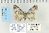  ( - CNCLEP 70233)  @12 [ ] CreativeCommons - Attribution Non-Commercial Share-Alike (2010) Canadian National Collection of Insects, Arachnids and Nematodes Canadian National Collection of Insects, Arachnids and Nematodes