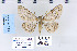  ( - CNCLEP 70246)  @13 [ ] CreativeCommons - Attribution Non-Commercial Share-Alike (2010) Canadian National Collection of Insects, Arachnids and Nematodes Canadian National Collection of Insects, Arachnids and Nematodes