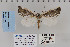  ( - CNCLEP 70252)  @13 [ ] CreativeCommons - Attribution Non-Commercial Share-Alike (2010) Canadian National Collection of Insects, Arachnids and Nematodes Canadian National Collection of Insects, Arachnids and Nematodes