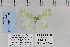  ( - CNCLEP 70254)  @13 [ ] CreativeCommons - Attribution Non-Commercial Share-Alike (2010) Canadian National Collection of Insects, Arachnids and Nematodes Canadian National Collection of Insects, Arachnids and Nematodes