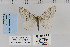  ( - CNCLEP 70258)  @13 [ ] CreativeCommons - Attribution Non-Commercial Share-Alike (2010) Canadian National Collection of Insects, Arachnids and Nematodes Canadian National Collection of Insects, Arachnids and Nematodes