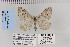  ( - CNCLEP 70259)  @13 [ ] CreativeCommons - Attribution Non-Commercial Share-Alike (2010) Canadian National Collection of Insects, Arachnids and Nematodes Canadian National Collection of Insects, Arachnids and Nematodes