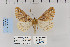  ( - CNCLEP 70261)  @14 [ ] CreativeCommons - Attribution Non-Commercial Share-Alike (2010) Canadian National Collection of Insects, Arachnids and Nematodes Canadian National Collection of Insects, Arachnids and Nematodes
