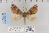  ( - CNCLEP 70262)  @14 [ ] CreativeCommons - Attribution Non-Commercial Share-Alike (2010) Canadian National Collection of Insects, Arachnids and Nematodes Canadian National Collection of Insects, Arachnids and Nematodes