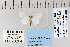  ( - CNCLEP 70264)  @12 [ ] CreativeCommons - Attribution Non-Commercial Share-Alike (2010) Canadian National Collection of Insects, Arachnids and Nematodes Canadian National Collection of Insects, Arachnids and Nematodes