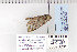  ( - CNCLEP 70281)  @13 [ ] CreativeCommons - Attribution Non-Commercial Share-Alike (2010) Canadian National Collection of Insects, Arachnids and Nematodes Canadian National Collection of Insects, Arachnids and Nematodes