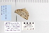  ( - CNCLEP 70291)  @12 [ ] CreativeCommons - Attribution Non-Commercial Share-Alike (2010) Canadian National Collection of Insects, Arachnids and Nematodes Canadian National Collection of Insects, Arachnids and Nematodes