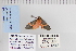  ( - CNCLEP 70292)  @13 [ ] CreativeCommons - Attribution Non-Commercial Share-Alike (2010) Canadian National Collection of Insects, Arachnids and Nematodes Canadian National Collection of Insects, Arachnids and Nematodes