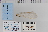  ( - CNCLEP 70294)  @12 [ ] CreativeCommons - Attribution Non-Commercial Share-Alike (2010) Canadian National Collection of Insects, Arachnids and Nematodes Canadian National Collection of Insects, Arachnids and Nematodes