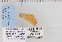  ( - CNCLEP 70296)  @12 [ ] CreativeCommons - Attribution Non-Commercial Share-Alike (2010) Canadian National Collection of Insects, Arachnids and Nematodes Canadian National Collection of Insects, Arachnids and Nematodes
