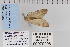  ( - CNCLEP 70298)  @12 [ ] CreativeCommons - Attribution Non-Commercial Share-Alike (2010) Canadian National Collection of Insects, Arachnids and Nematodes Canadian National Collection of Insects, Arachnids and Nematodes