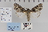  ( - CNCLEP 79905)  @14 [ ] CreativeCommons - Attribution Non-Commercial Share-Alike (2010) Canadian National Collection of Insects, Arachnids and Nematodes Canadian National Collection of Insects, Arachnids and Nematodes