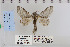  ( - CNCLEP 79910)  @13 [ ] CreativeCommons - Attribution Non-Commercial Share-Alike (2010) Canadian National Collection of Insects, Arachnids and Nematodes Canadian National Collection of Insects, Arachnids and Nematodes