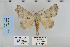  ( - CNCLEP 79914)  @13 [ ] CreativeCommons - Attribution Non-Commercial Share-Alike (2010) Canadian National Collection of Insects, Arachnids and Nematodes Canadian National Collection of Insects, Arachnids and Nematodes