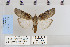  ( - CNCLEP 79923)  @14 [ ] CreativeCommons - Attribution Non-Commercial Share-Alike (2010) Canadian National Collection of Insects, Arachnids and Nematodes Canadian National Collection of Insects, Arachnids and Nematodes