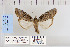  ( - CNCLEP 79926)  @11 [ ] CreativeCommons - Attribution Non-Commercial Share-Alike (2010) Canadian National Collection of Insects, Arachnids and Nematodes Canadian National Collection of Insects, Arachnids and Nematodes