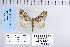  ( - CNCLEP 79962)  @11 [ ] CreativeCommons - Attribution Non-Commercial Share-Alike (2010) Canadian National Collection of Insects, Arachnids and Nematodes Canadian National Collection of Insects, Arachnids and Nematodes