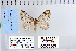  ( - CNCLEP 79963)  @11 [ ] CreativeCommons - Attribution Non-Commercial Share-Alike (2010) Canadian National Collection of Insects, Arachnids and Nematodes Canadian National Collection of Insects, Arachnids and Nematodes