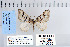  ( - CNCLEP 79965)  @13 [ ] CreativeCommons - Attribution Non-Commercial Share-Alike (2010) Canadian National Collection of Insects, Arachnids and Nematodes Canadian National Collection of Insects, Arachnids and Nematodes