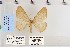  ( - CNCLEP 79987)  @12 [ ] CreativeCommons - Attribution Non-Commercial Share-Alike (2010) Canadian National Collection of Insects, Arachnids and Nematodes Canadian National Collection of Insects, Arachnids and Nematodes