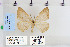  ( - CNCLEP 79988)  @13 [ ] CreativeCommons - Attribution Non-Commercial Share-Alike (2010) Canadian National Collection of Insects, Arachnids and Nematodes Canadian National Collection of Insects, Arachnids and Nematodes